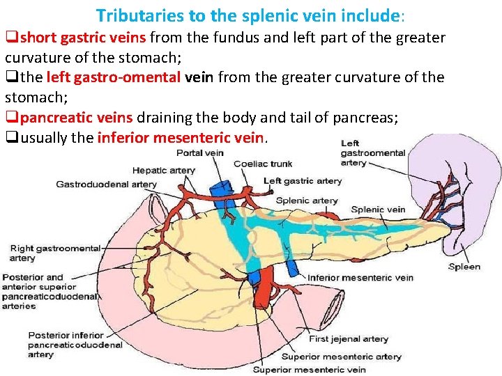 Tributaries to the splenic vein include: qshort gastric veins from the fundus and left