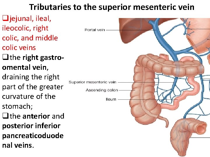 Tributaries to the superior mesenteric vein qjejunal, ileocolic, right colic, and middle colic veins