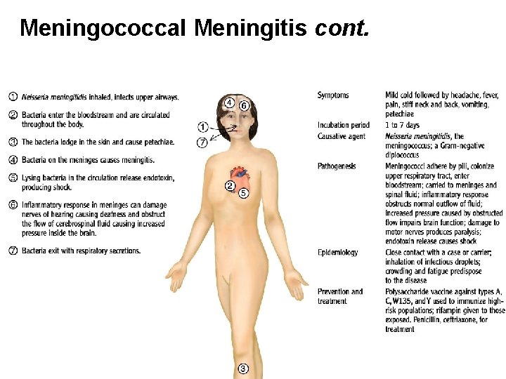 Meningococcal Meningitis cont. 