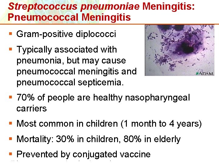 Streptococcus pneumoniae Meningitis: Pneumococcal Meningitis § Gram-positive diplococci § Typically associated with pneumonia, but