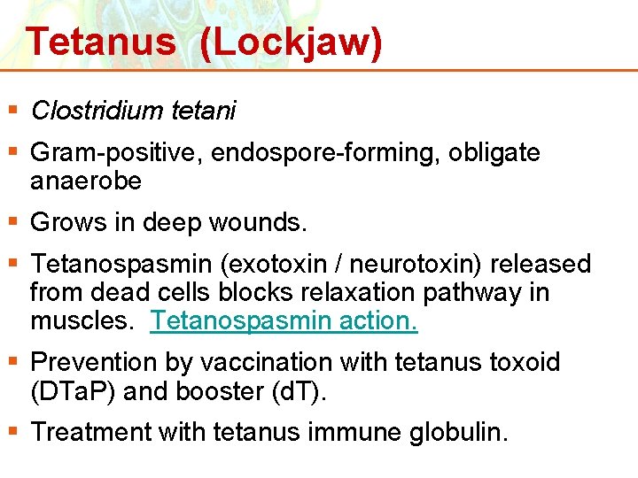 Tetanus (Lockjaw) § Clostridium tetani § Gram-positive, endospore-forming, obligate anaerobe § Grows in deep