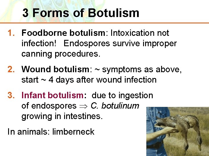 3 Forms of Botulism 1. Foodborne botulism: Intoxication not infection! Endospores survive improper canning