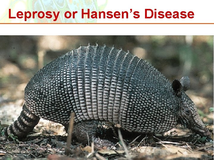 Leprosy or Hansen’s Disease Copyright © 2006 Pearson Education, Inc. , publishing as Benjamin