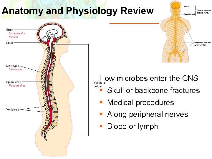 Anatomy and Physiology Review How microbes enter the CNS: § Skull or backbone fractures