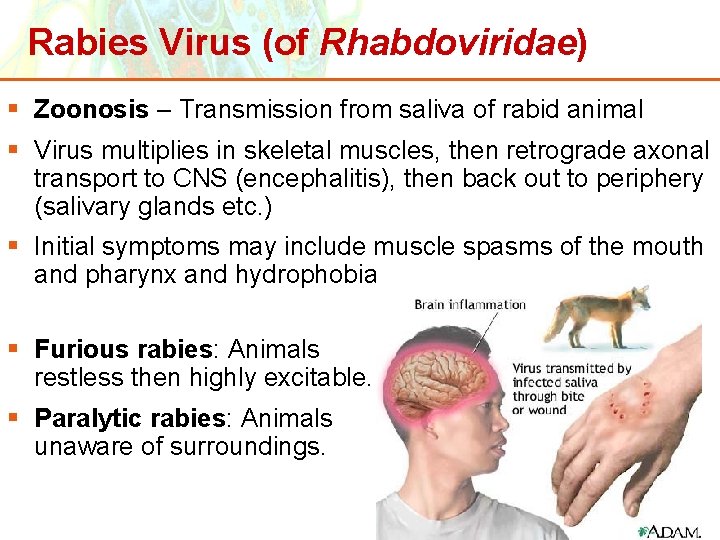 Rabies Virus (of Rhabdoviridae) § Zoonosis – Transmission from saliva of rabid animal §