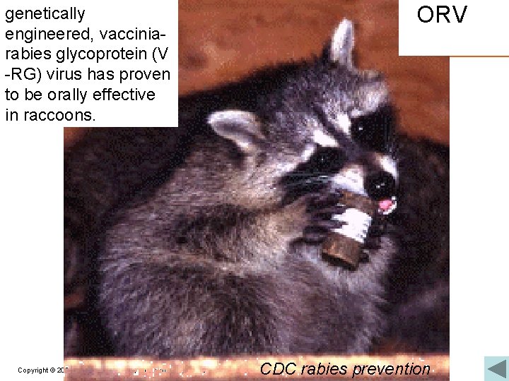 ORV genetically engineered, vacciniarabies glycoprotein (V -RG) virus has proven to be orally effective