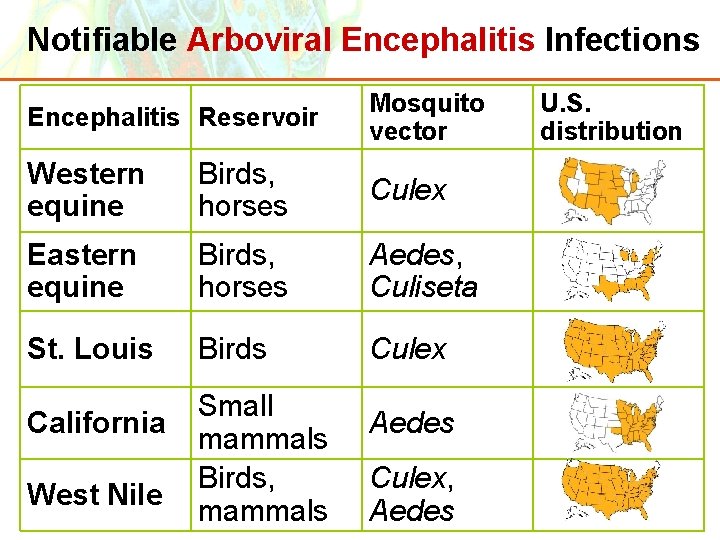Notifiable Arboviral Encephalitis Infections Encephalitis Reservoir Mosquito vector Western equine Birds, horses Culex Eastern