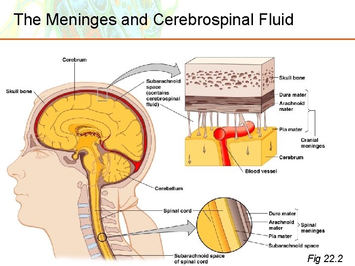 The Meninges and Cerebrospinal Fluid Copyright © 2006 Pearson Education, Inc. , publishing as