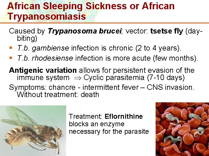 African Sleeping Sickness or African Trypanosomiasis Caused by Trypanosoma brucei; vector: tsetse fly (daybiting)