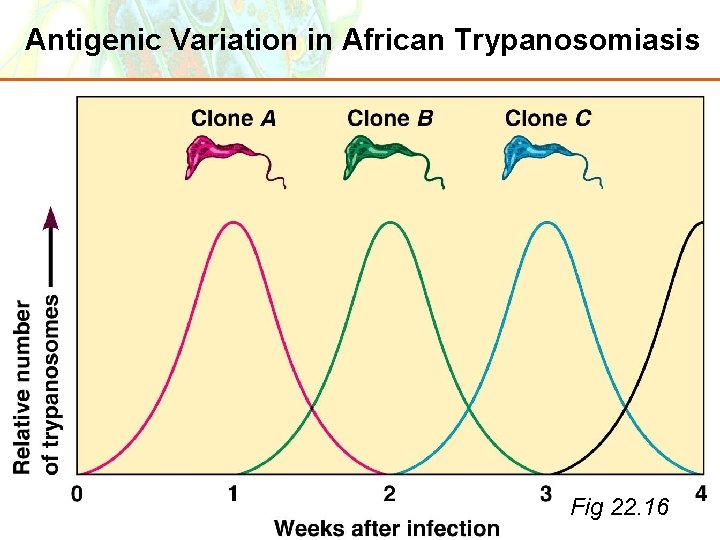 Antigenic Variation in African Trypanosomiasis Copyright © 2006 Pearson Education, Inc. , publishing as