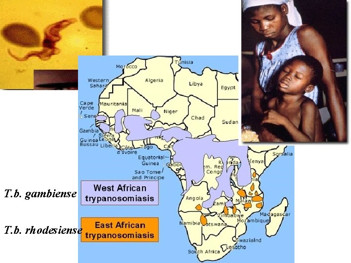 T. b. gambiense T. b. rhodesiense 