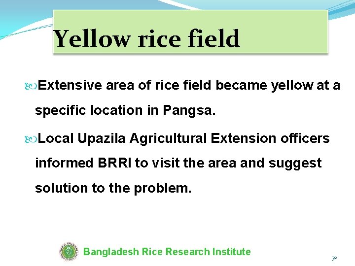 Yellow rice field Extensive area of rice field became yellow at a specific location