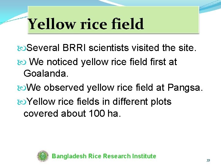 Yellow rice field Several BRRI scientists visited the site. We noticed yellow rice field