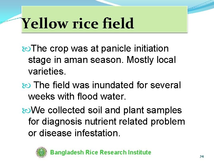 Yellow rice field The crop was at panicle initiation stage in aman season. Mostly