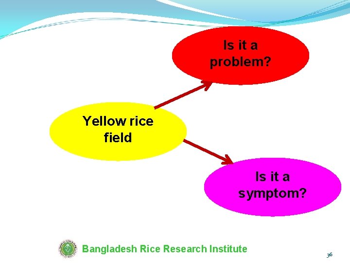 Is it a problem? Yellow rice field Is it a symptom? Bangladesh Rice Research