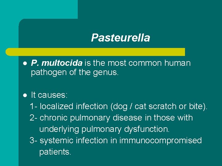 Pasteurella l P. multocida is the most common human pathogen of the genus. l