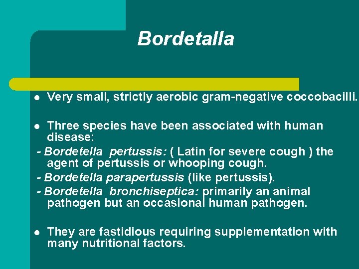 Bordetalla l Very small, strictly aerobic gram-negative coccobacilli. Three species have been associated with