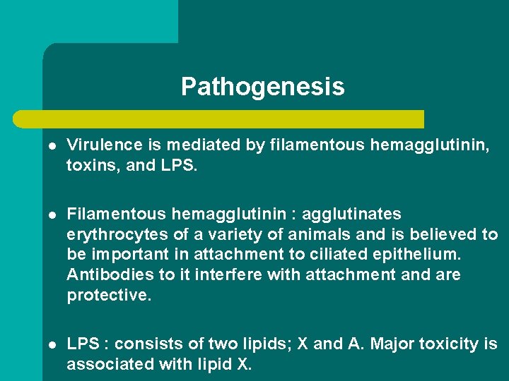 Pathogenesis l Virulence is mediated by filamentous hemagglutinin, toxins, and LPS. l Filamentous hemagglutinin