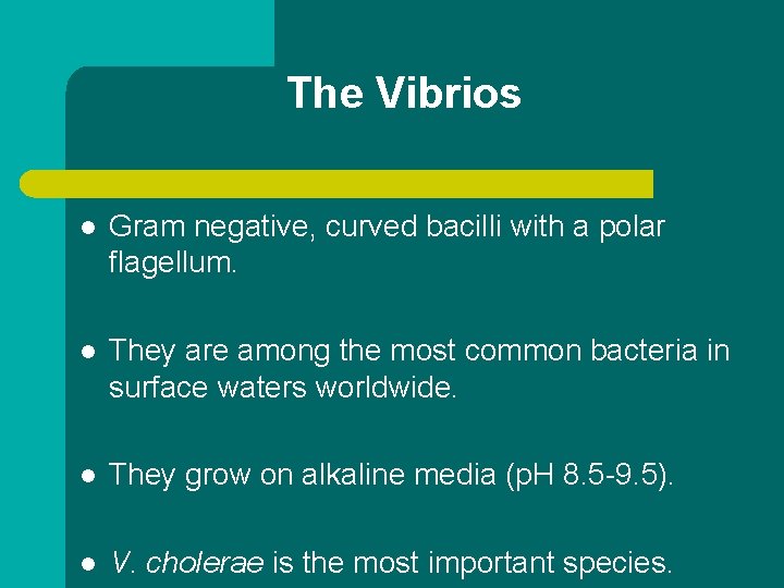 The Vibrios l Gram negative, curved bacilli with a polar flagellum. l They are