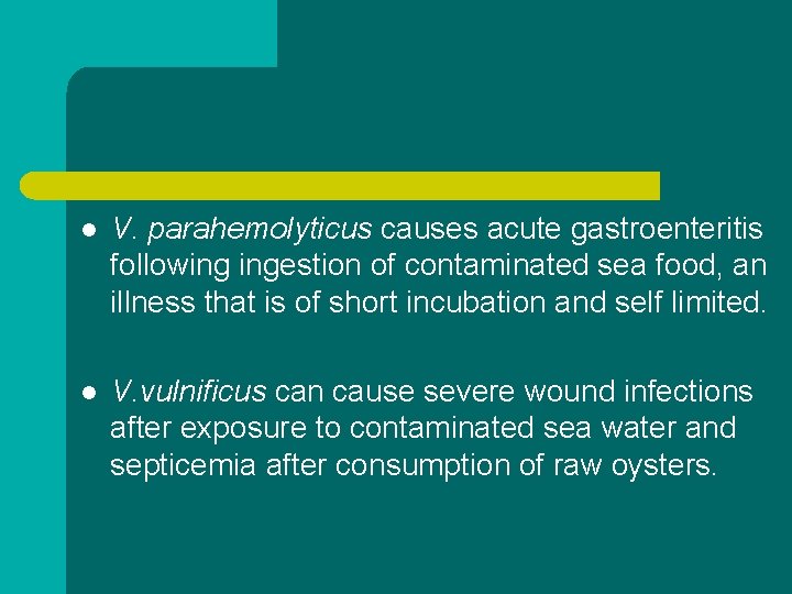 l V. parahemolyticus causes acute gastroenteritis following ingestion of contaminated sea food, an illness