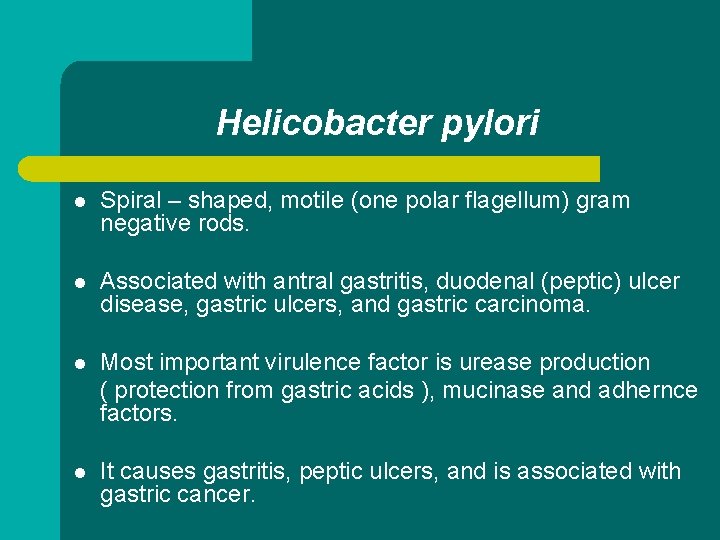 Helicobacter pylori l Spiral – shaped, motile (one polar flagellum) gram negative rods. l