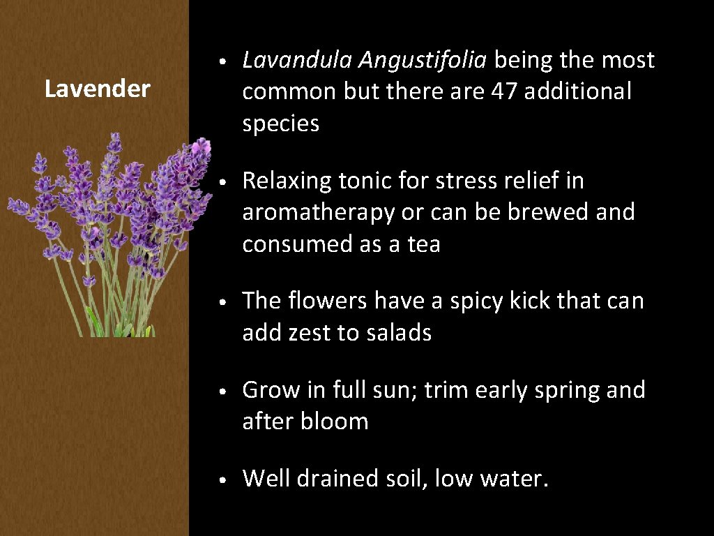 Lavender • Lavandula Angustifolia being the most common but there are 47 additional species