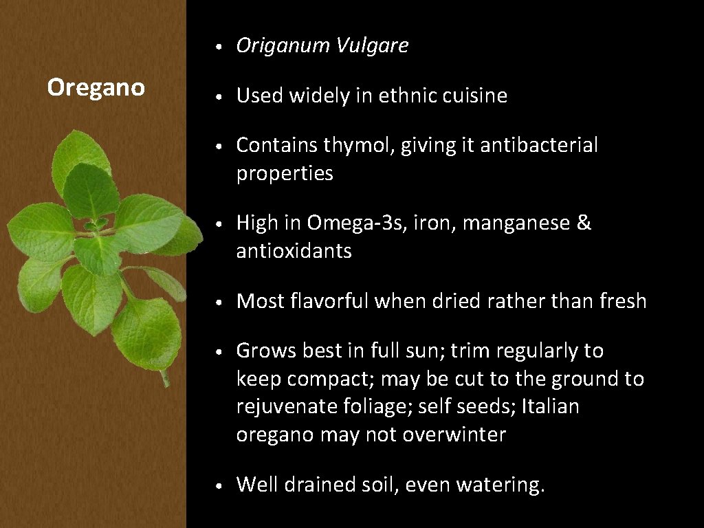 Oregano • Origanum Vulgare • Used widely in ethnic cuisine • Contains thymol, giving