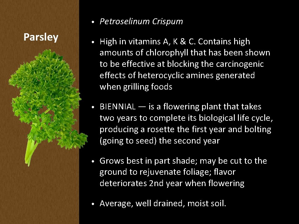 Parsley • Petroselinum Crispum • High in vitamins A, K & C. Contains high