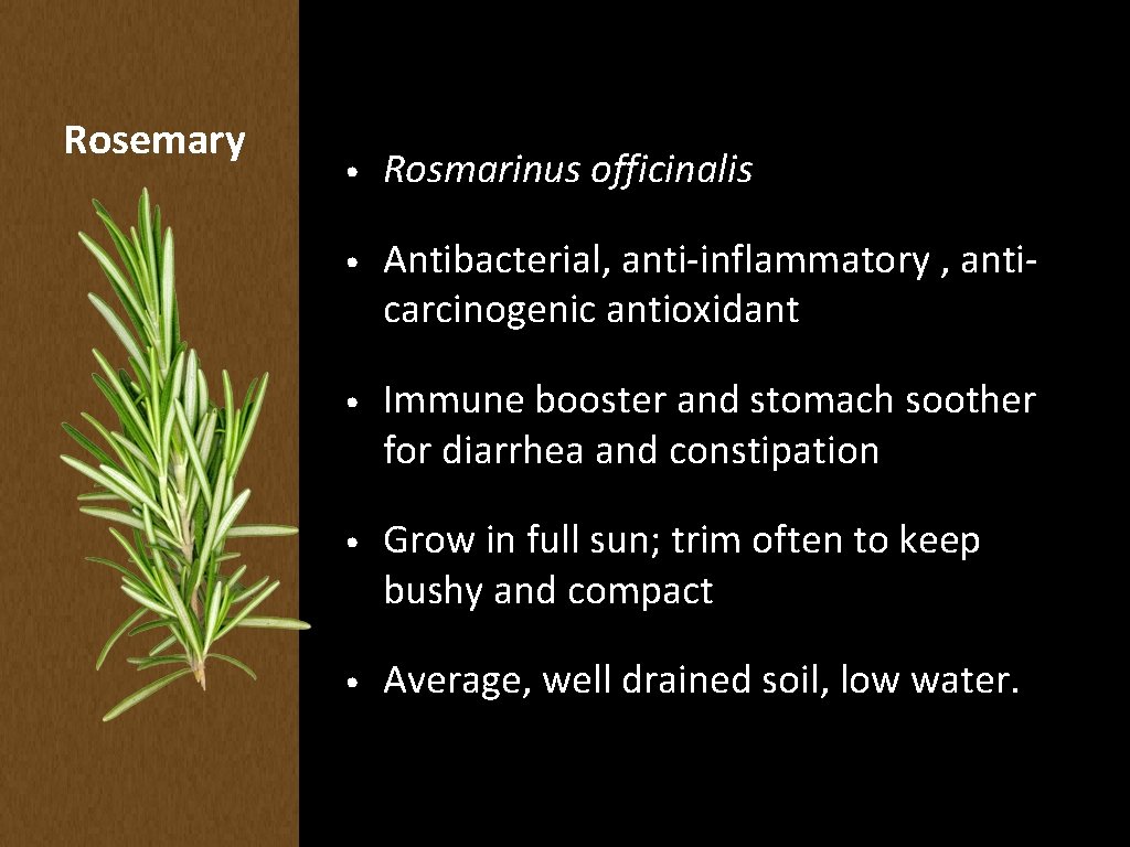 Rosemary • Rosmarinus officinalis • Antibacterial, anti-inflammatory , anticarcinogenic antioxidant • Immune booster and