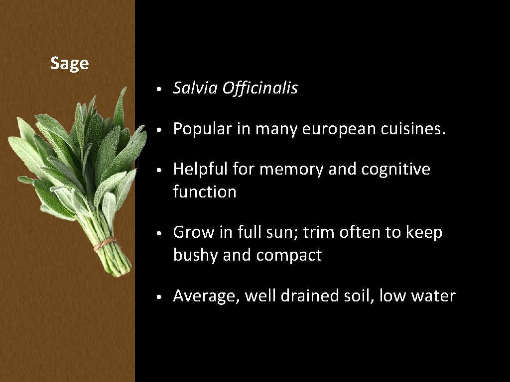 Sage • Salvia Officinalis • Popular in many european cuisines. • Helpful for memory