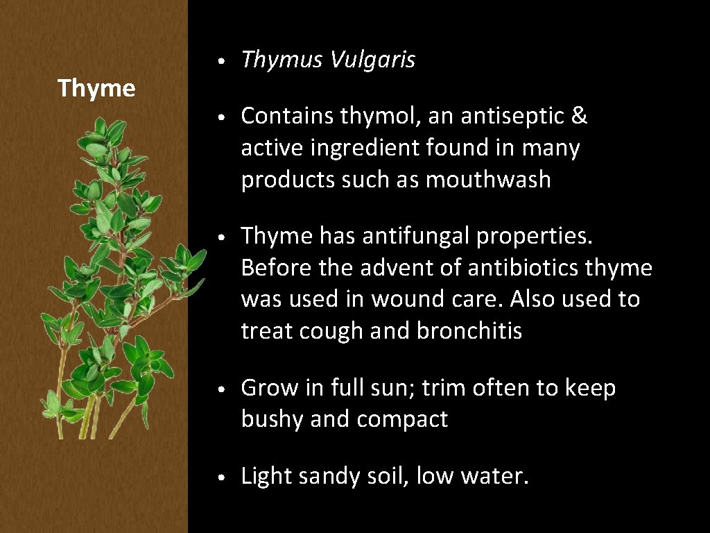 Thyme • Thymus Vulgaris • Contains thymol, an antiseptic & active ingredient found in