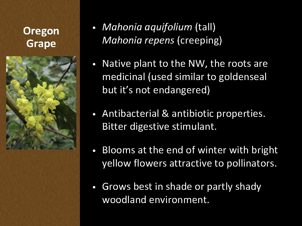 Oregon Grape • Mahonia aquifolium (tall) Mahonia repens (creeping) • Native plant to the
