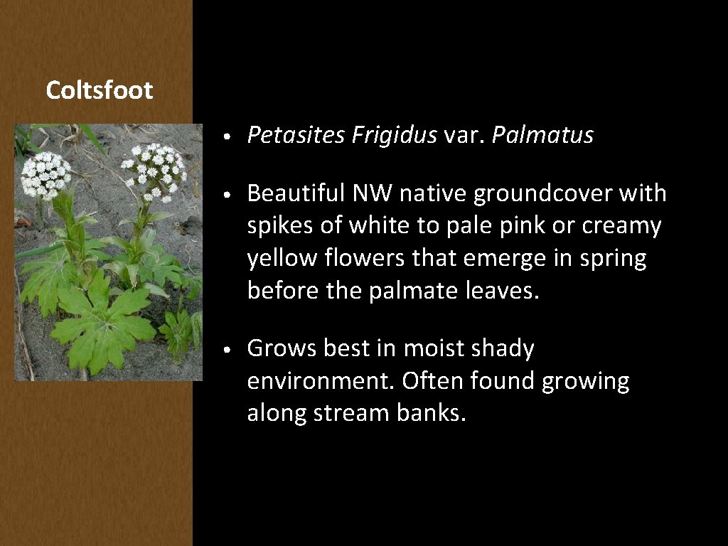 Coltsfoot • Petasites Frigidus var. Palmatus • Beautiful NW native groundcover with spikes of