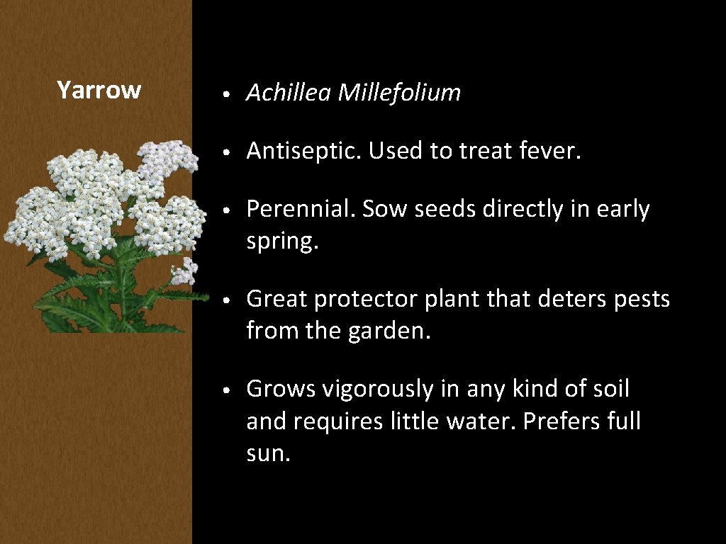 Yarrow • Achillea Millefolium • Antiseptic. Used to treat fever. • Perennial. Sow seeds