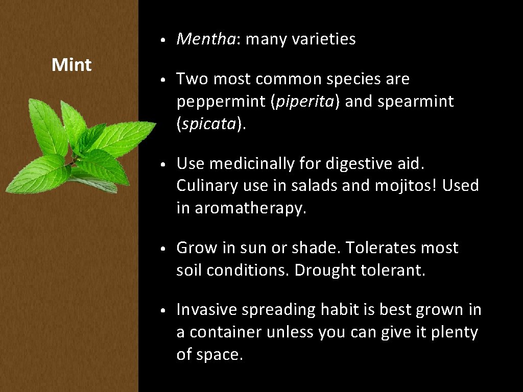 Mint • Mentha: many varieties • Two most common species are peppermint (piperita) and