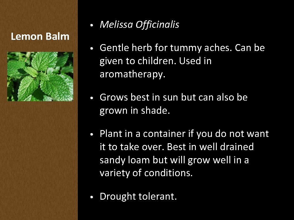 Lemon Balm • Melissa Officinalis • Gentle herb for tummy aches. Can be given