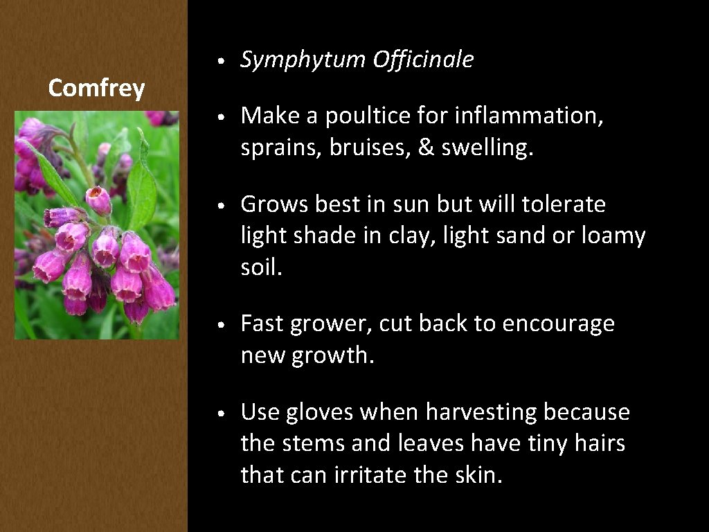 Comfrey • Symphytum Officinale • Make a poultice for inflammation, sprains, bruises, & swelling.