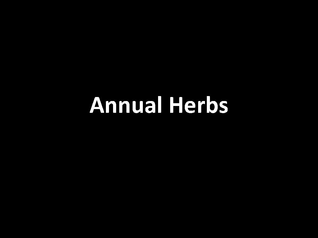 Annual Herbs 
