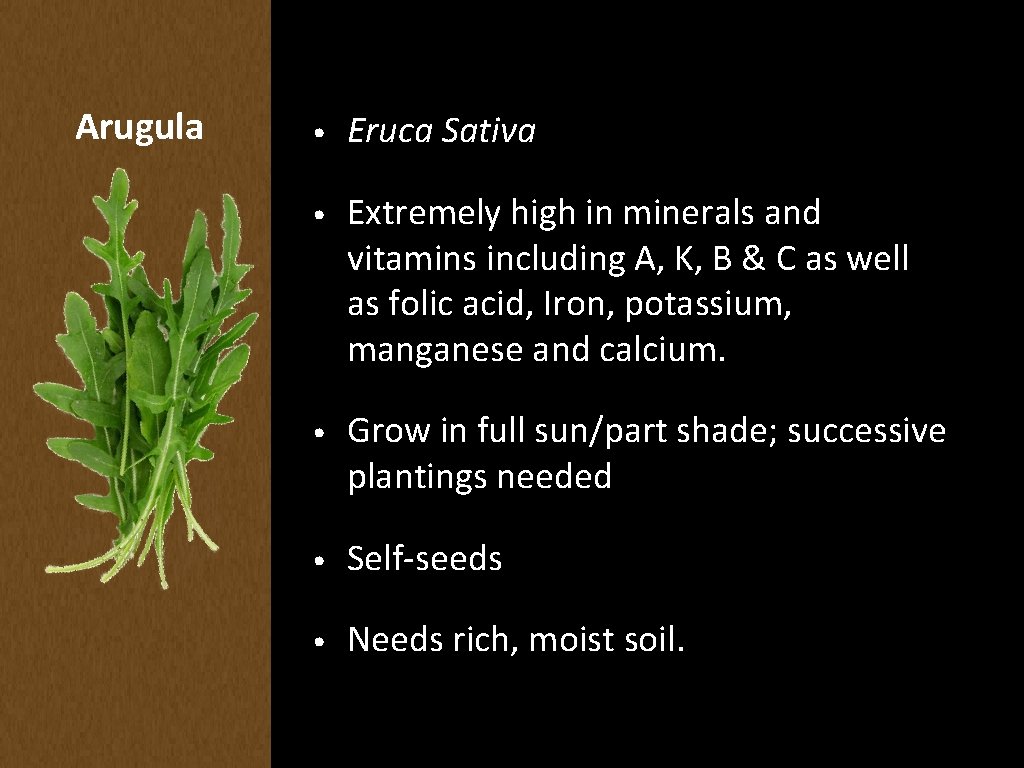 Arugula • Eruca Sativa • Extremely high in minerals and vitamins including A, K,