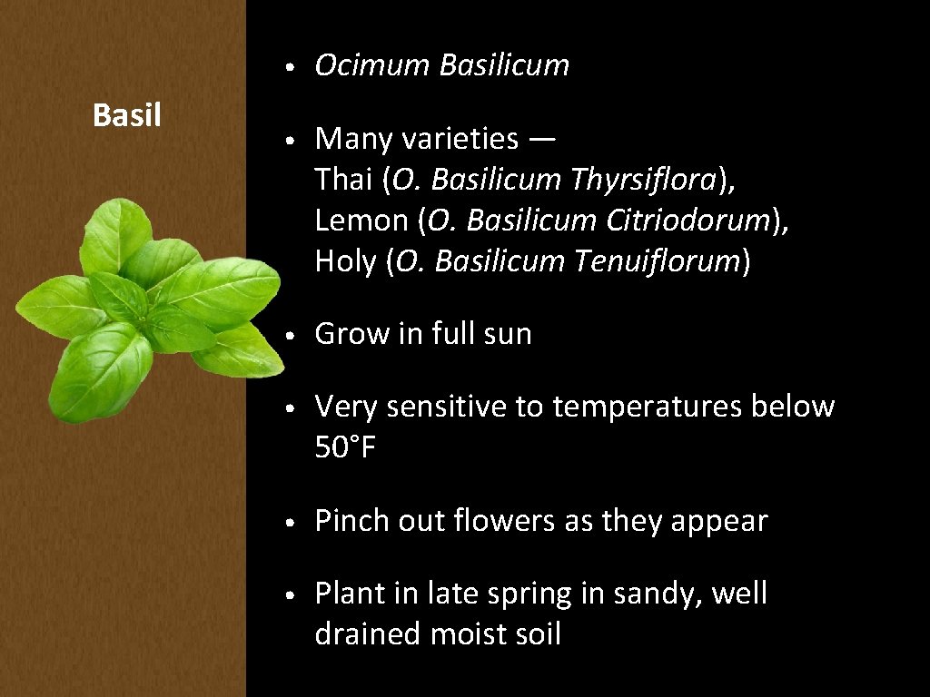 Basil • Ocimum Basilicum • Many varieties — Thai (O. Basilicum Thyrsiflora), Lemon (O.