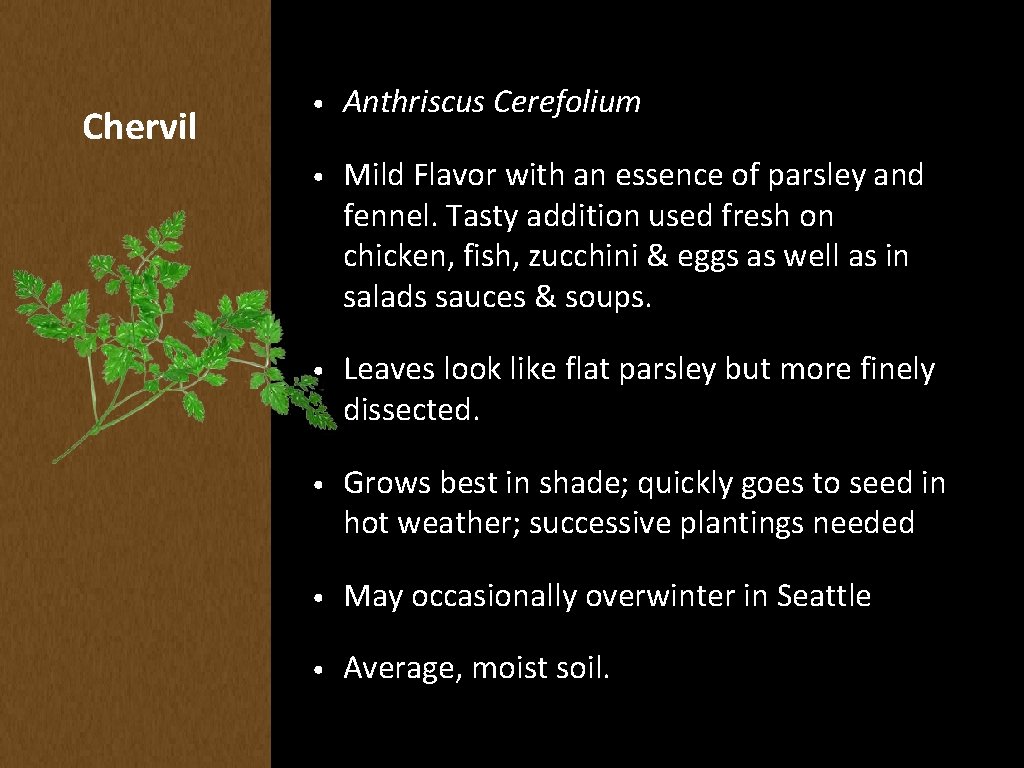 Chervil • Anthriscus Cerefolium • Mild Flavor with an essence of parsley and fennel.