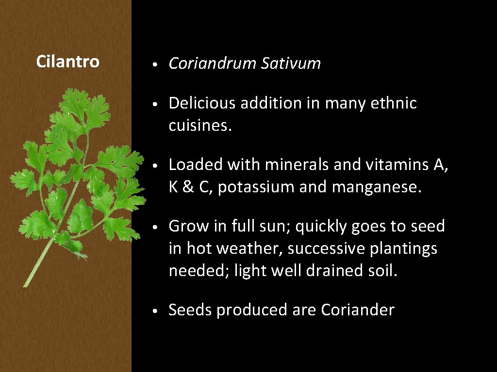 Cilantro • Coriandrum Sativum • Delicious addition in many ethnic cuisines. • Loaded with