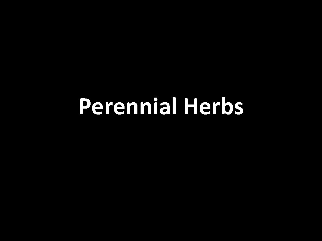 Perennial Herbs 