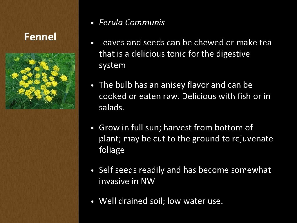 Fennel • Ferula Communis • Leaves and seeds can be chewed or make tea