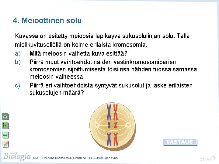 4. Meioottinen solu Kuvassa on esitetty meioosia läpikäyvä sukusolulinjan solu. Tällä mielikuvituseliöllä on kolme