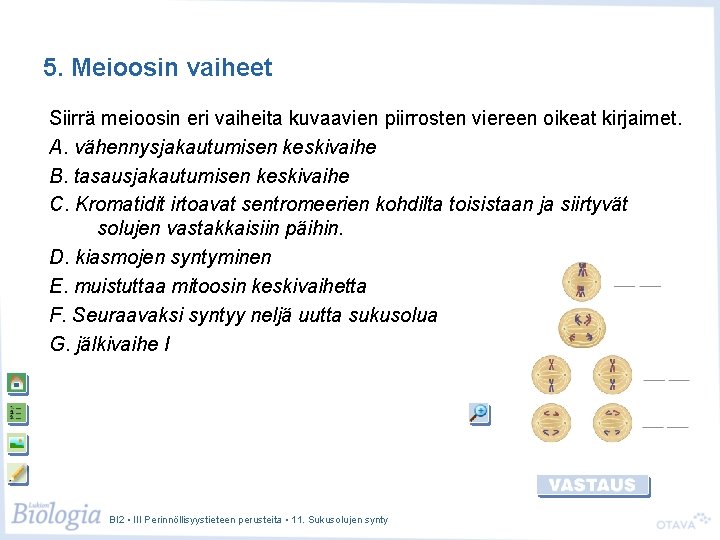 5. Meioosin vaiheet Siirrä meioosin eri vaiheita kuvaavien piirrosten viereen oikeat kirjaimet. A. vähennysjakautumisen