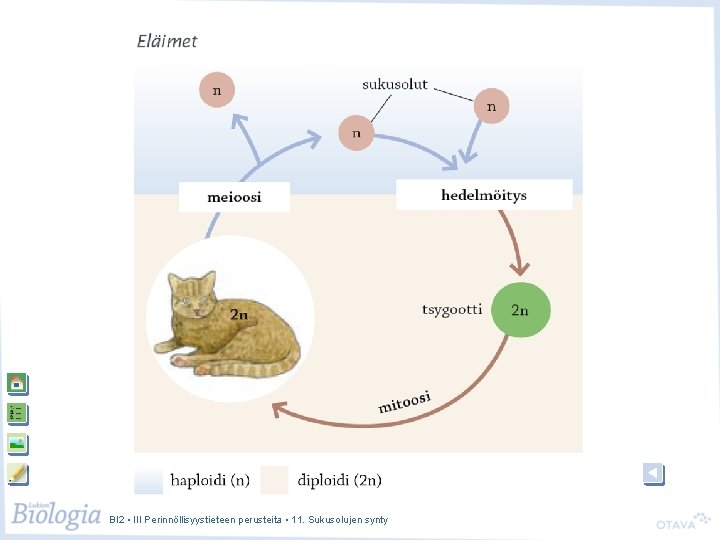 BI 2 • III Perinnöllisyystieteen perusteita • 11. Sukusolujen synty 