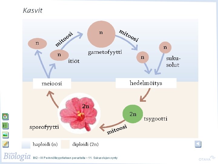 BI 2 • III Perinnöllisyystieteen perusteita • 11. Sukusolujen synty 