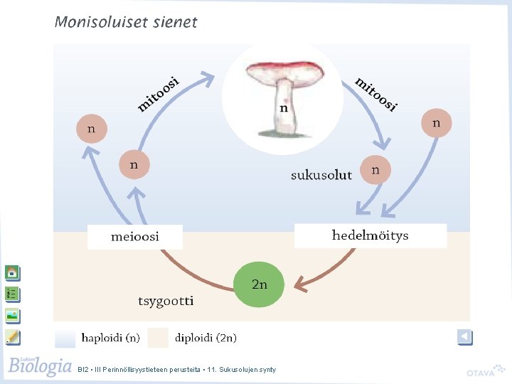 BI 2 • III Perinnöllisyystieteen perusteita • 11. Sukusolujen synty 