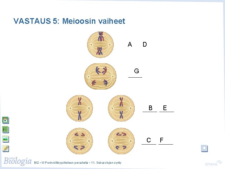 VASTAUS 5: Meioosin vaiheet A D G B C BI 2 • III Perinnöllisyystieteen